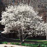 Live Star Magnolia Tree, 6-14 Inch Flowering Plant For Spring Garden Spaces