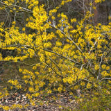 Live Yellow Witch Hazel Tree, Autumn-Flowering Patio Shrub, A Quart Pot
