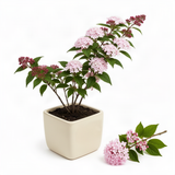 Pink Viburnum Flowering Shrub, 6-10 Inch Live Plant For Outdoor Gardens