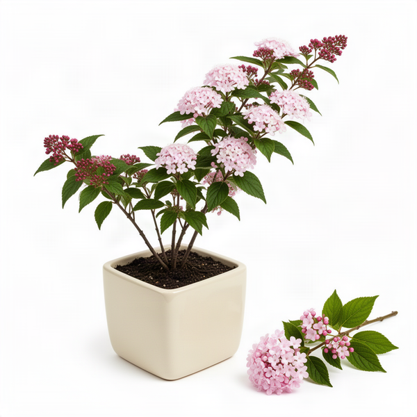 Pink Viburnum Flowering Shrub, 6-10 Inch Live Plant For Outdoor Gardens