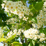 Berry Shrub, Live Red Chokecherry Plant, 8-14 Inches Tall, 2.5-Inch Pot