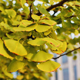 Live Ginkgo Tree, 6-12 Inch Hardy Plant For Ornamental Garden Landscapes