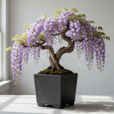 Live Purple Wisteria Vine For Containers, 6-12 Inches Tall, 2.5 Inch Pot