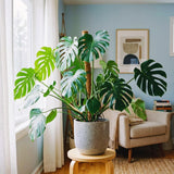 2 Monstera Deliciosa Live Tropical Houseplants, Approximately 5 Inches Tall
