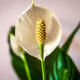 2 Live Green Peace Lily Plants, Indoor Decor For Home Or Office, 5-9 Inch