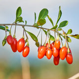 Live Goji Berry Tree, 5-9 Inch Cold Hardy Plant For Home Garden Spaces