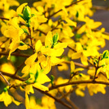 Garden Yellow Forsythia Flower Shrub, 6-13 Inch Tall Live Plant, Bare Root