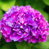 Live Hydrangea Flowering Shrub Plant, Deep Blue Purple, 5-9 Inches Tall