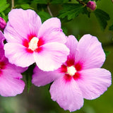 Live Pink Rose Of Sharon Flowering Shrub, Potted Plant, 6-13 Inches Tall