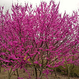 Flowering Eastern Redbud Shade Tree, Hardy Plant, 6-12 Inches, Quart Pot
