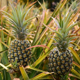 2 Sugarloaf Pineapple Live Plants, 4-6 Inch, Tropical, No Pot, Fast-Growing