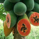 Live Papaya Fruit Tree In 4 Inch Pot, Well-Rooted Plant For Outdoor Gardens