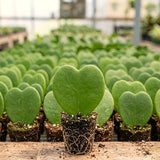 2 Live Hoya Kerrii Plants, 5-7 Inch Green Heart-Shaped Indoor Succulents