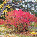 Euonymus Live Burning Bush Shrub, Hardy Outdoor Plant In A 2.5 Inch Pot