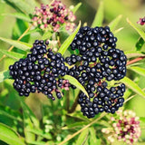 2 Live Black Elderberry Bushes, 6-12 Inch Tall Perennial American Plants