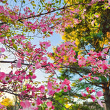 Deciduous Pink Dogwood Tree, Spring Blooms For Landscapes, 2.5 Inch Pot
