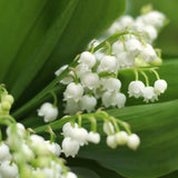 10 Lily Of The Valley Rhizomes, White Perennial Flower Bulbs For Planting