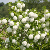 Live Old Fashion Snowball Viburnum Shrub, Hardy 8-10 Inch Garden Plant