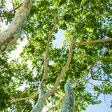 Quart-Pot Live Sycamore Tree, Well-Rooted Shade Tree For Outdoor Landscapes