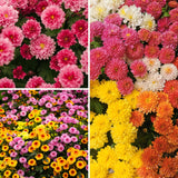 2 Live Mixed Mums, 5-7 Inch Outdoor Flower Plants For Garden Containers
