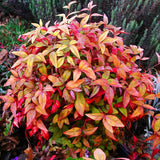 Live Dwarf Nandina, 6-9 Inches Tall In A 2.5-Inch Pot, Landscape Shrub