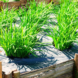3 Heirloom Leek Chives Herb Plants, Live Chives Measuring 4 Inches Tall