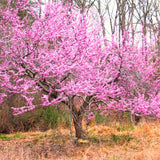 Live Eastern Redbud Flowering Tree, Cold Hardy Plant, 6-14 Inches Tall