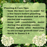 2 Lime Hydrangea Live Bushes, Bare Root Plants For Gardens, 1-2 Ft Tall
