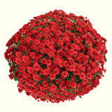 2 Red Chrysanthemum Live Plants, Fall-Blooming Mums For Full Sun Gardens