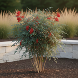 Live Nandina Garden Shrub, 6-9 Inches Tall In 2.5 Inch Pot, Hardy Bush