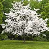 Quart Pot White Dogwood Live Tree, 8-10 Inches Tall, Outdoor Ornamental