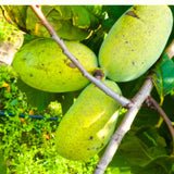 Asimina Triloba Pawpaw Live Fruit Tree, 6-12 Inch, Quart Pot, Cold Hardy
