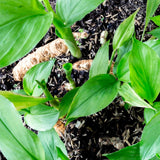 3 Live Turmeric Plants, Culinary Ginger Curcuma, 5-9 Inch Tall For Growing