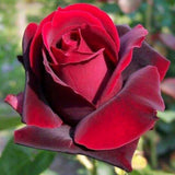 Live Garden Rose Bush, Random Single Plant With Fragrant Reblooming Flowers