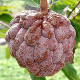 Live Red Sugar Apple Tree, 6-10 Inch Plant, Half Gallon Pot For Orchards