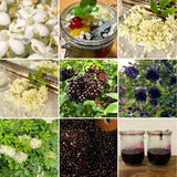 2 Live Black Elderberry Bush Plants, Edible Berries, 5-9 Inch Tall Size