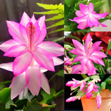 2 Live Pink Christmas Cactus Plants, 4-7 Inch Holiday Flower Houseplants