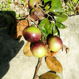 Live Star Apple Fruit Tree, 10-14 Inch Height In Half-Gallon Pot Plant