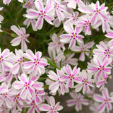 Creeping Phlox Starter Plant, White Pink Flowers, 2-3 Inch Ground Cover