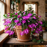 Purple Christmas Cactus Live Plant, 4-7 Inches, Indoor Home Decoration