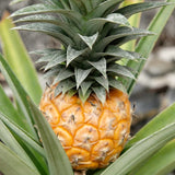 Live Sugarloaf Pineapple Plant, 5-8 Inch Fruit Seedling For Outdoor Gardens