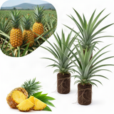 2 Live Pineapple Trees, 5-8 Inch Tropical Fruit Plants For Outdoor Gardens