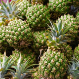 2 Sugarloaf Pineapple Live Plants, 4-6 Inch, Tropical, No Pot, Fast-Growing