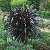 2 Live Fountain Grass Plants, 5-9 Inch Ornamental Landscape Border Grass