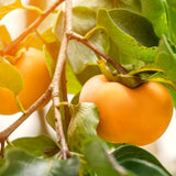 Cold-Hardy Persimmon Fruit Tree, Live 6-12 Inch Plant For Outdoor Gardens