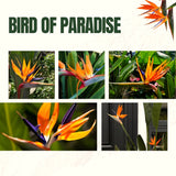 Strelitzia Reginae Live Plant, Orange Bird Of Paradise, 4-9 Inches Tall