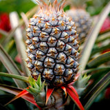 2 Live Pineapple Plants, 5-8 Inch Tall Fruit Plants For Outdoor Gardens