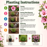Live Pink Rose Of Sharon Shrub, Potted Hibiscus Syriacus, 6-13 Inches Tall