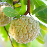 Live Atemoya Fruit Tree Plant In Gallon Pot, Sugar Apple Cross, 2-3 Ft Tall