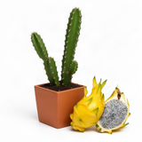 Live Yellow Dragon Fruit Plant, 6 Inch Tall Fruit Plant For Garden Growing